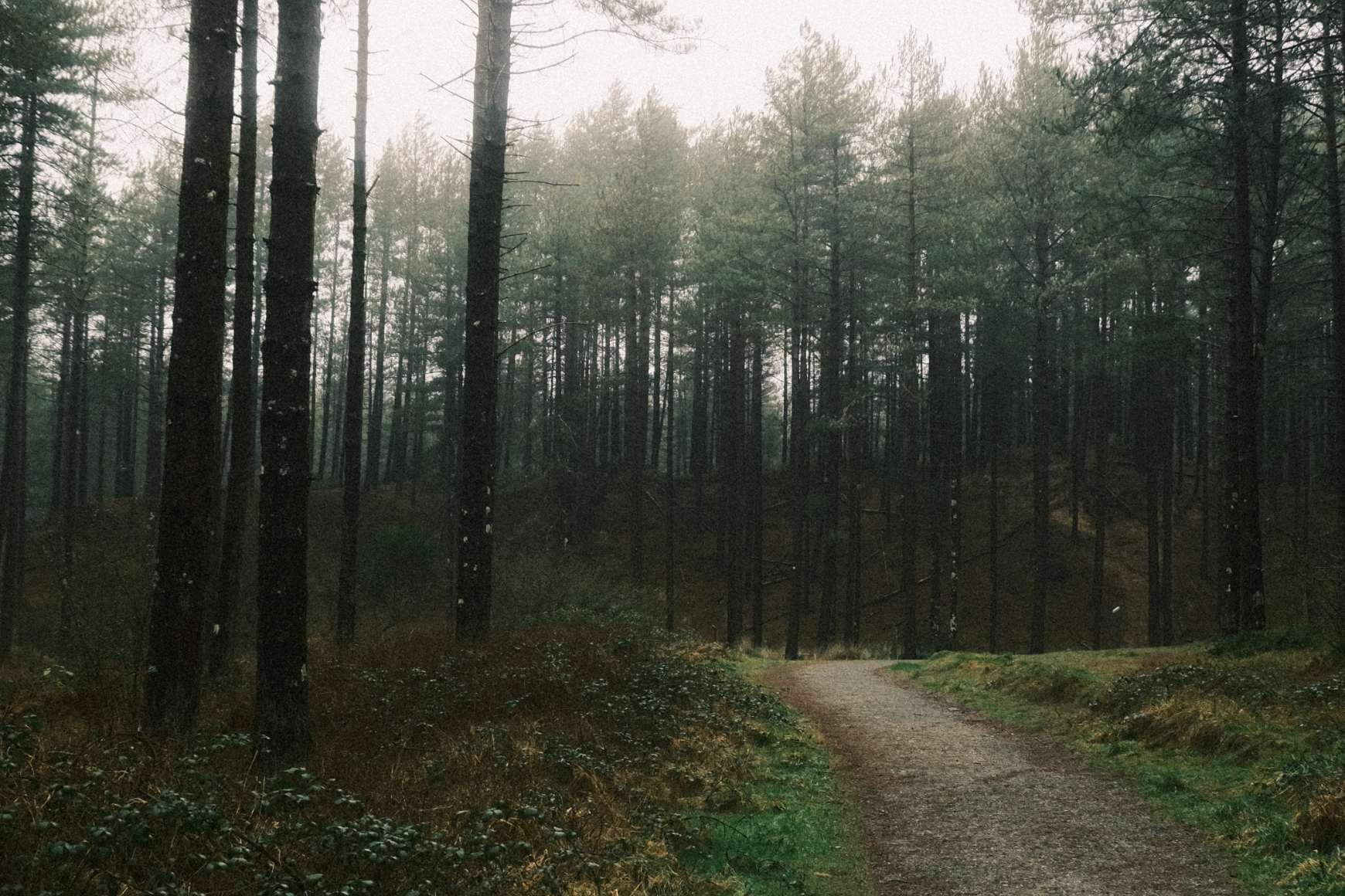 a forest in anglesea